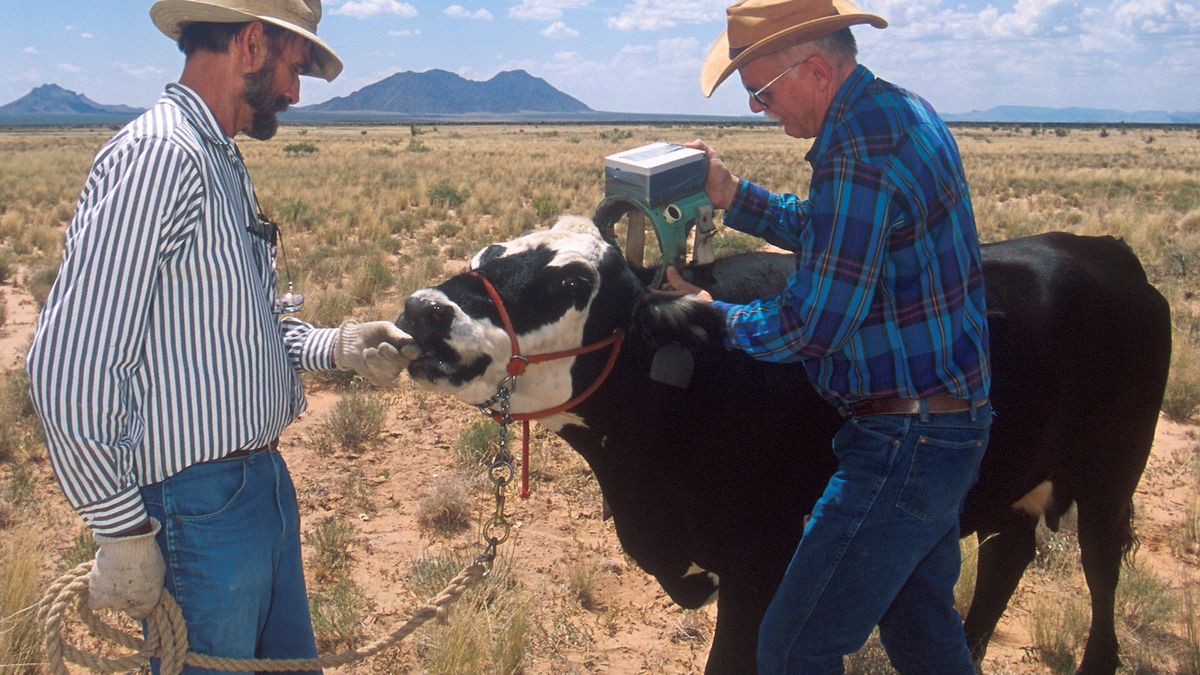 Two USDA-ARS researchers fit a cow with a prototype virtual-fence collar on rangeland