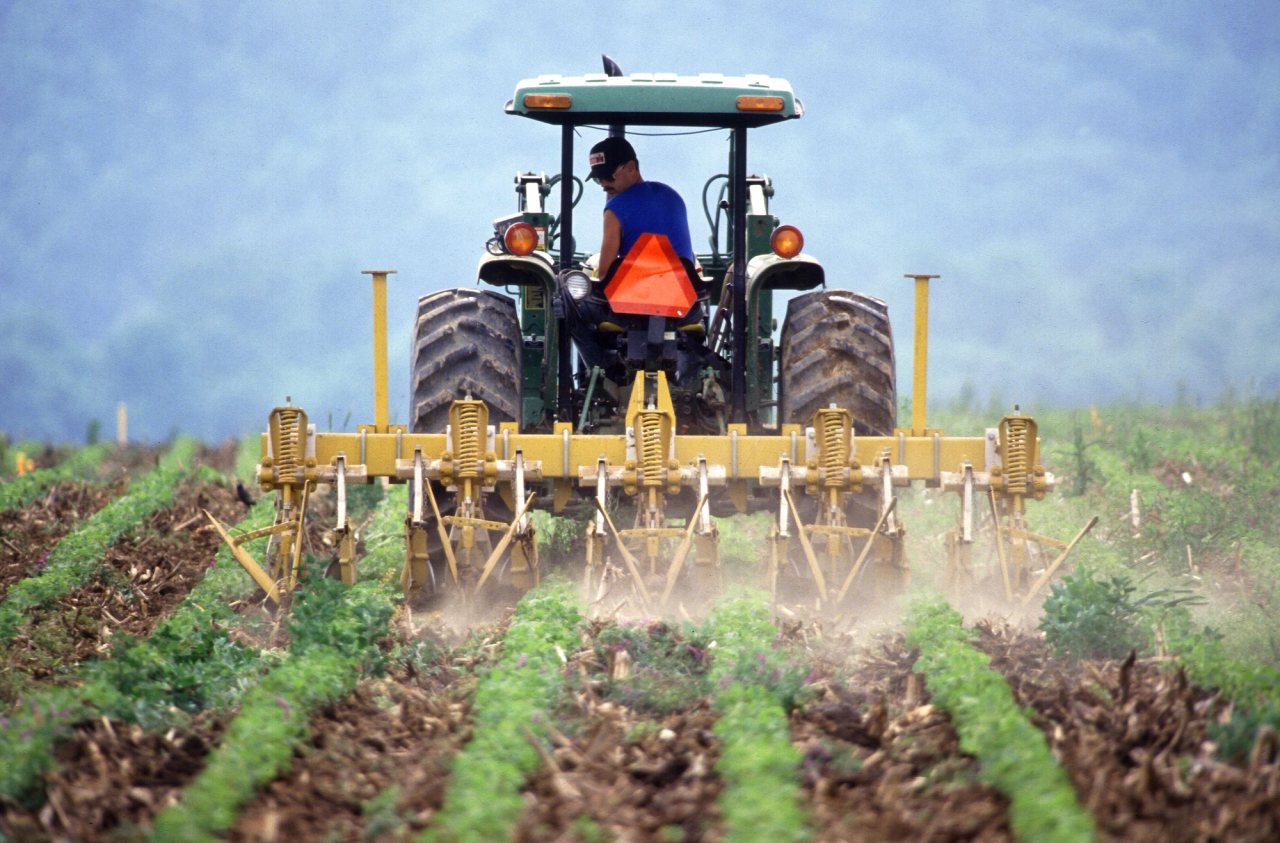 A tractor-mounted cultivator working between rows of young soybeans
