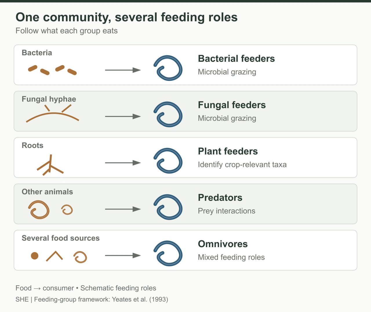 A schematic food-web illustration showing bacteria to bacterial-feeding nematodes, fungi to fungal feeders, roots to plant feeders, other animals to predators, and several food sources to omnivores.