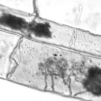 Microscope image showing finely branched arbuscules inside corn root cortical cells.