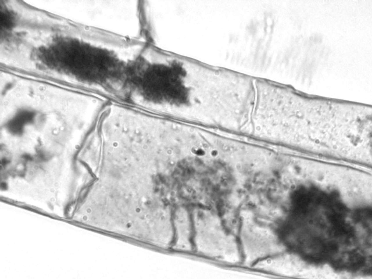 Microscope image showing finely branched arbuscules inside corn root cortical cells.