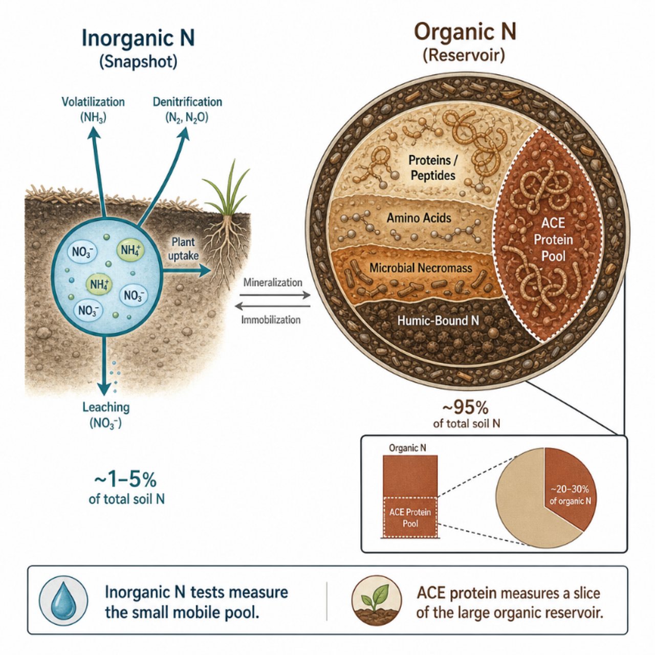 Diagram comparing the small inorganic nitrogen pool (NO3-, NH4+) with the much larger organic nitrogen reservoir from which ACE protein draws.