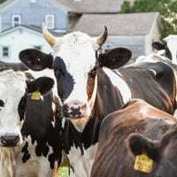 A herd of cattle gathered in pasture in front of a farmhouse.