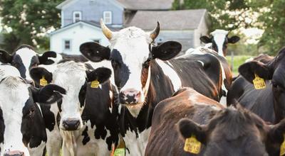Regenerative Organic Certified: What It Adds, What It Costs, and How the Claim Travels