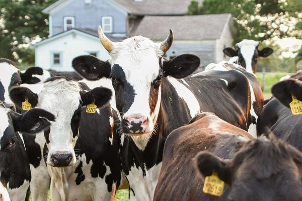Regenerative Organic Certified: What It Adds, What It Costs, and How the Claim Travels