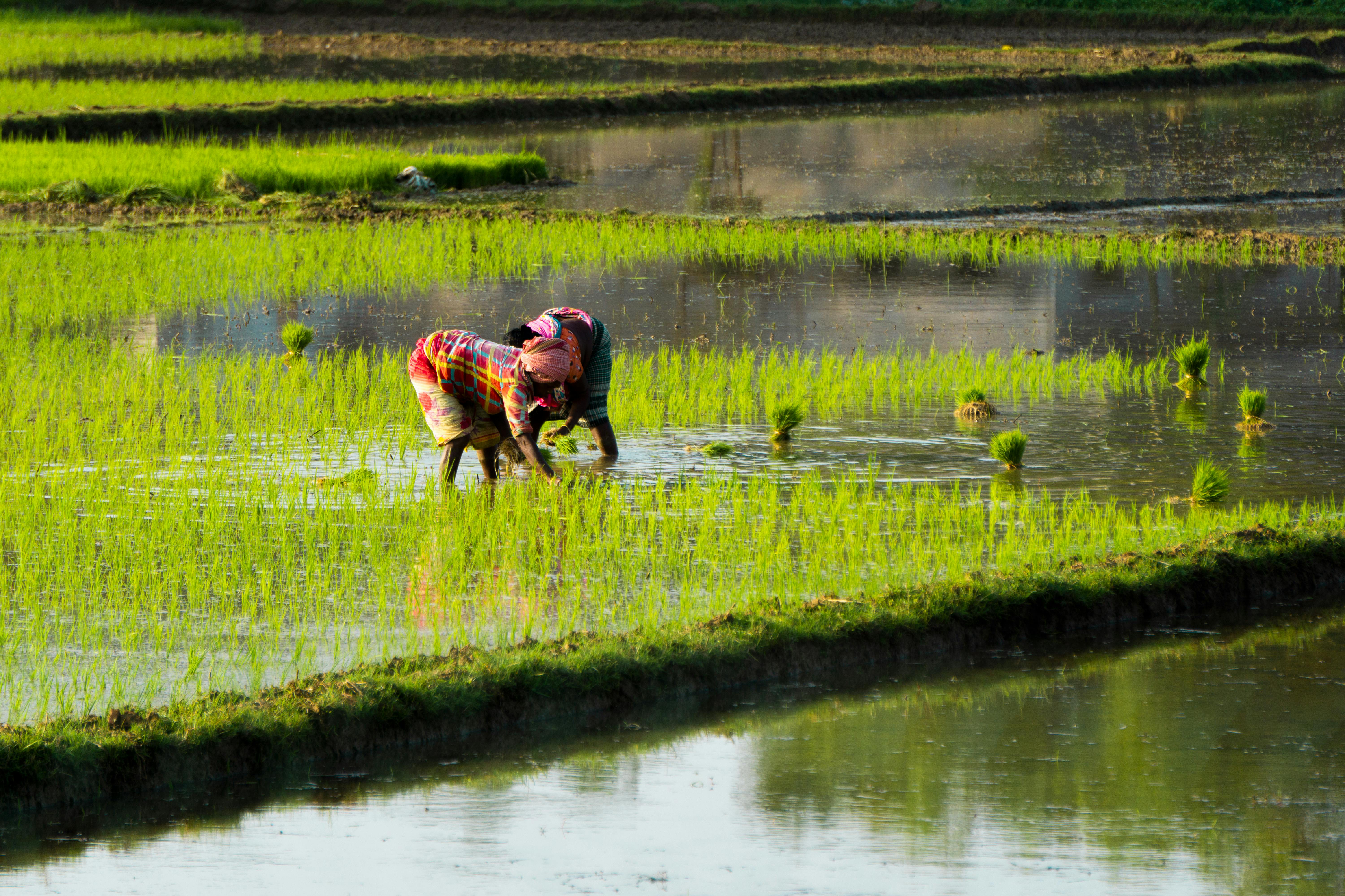 Rice Carbon Credits, Rebooted: The Science of AWD, the Rules of VM0051, and Who Gets Paid in 2026