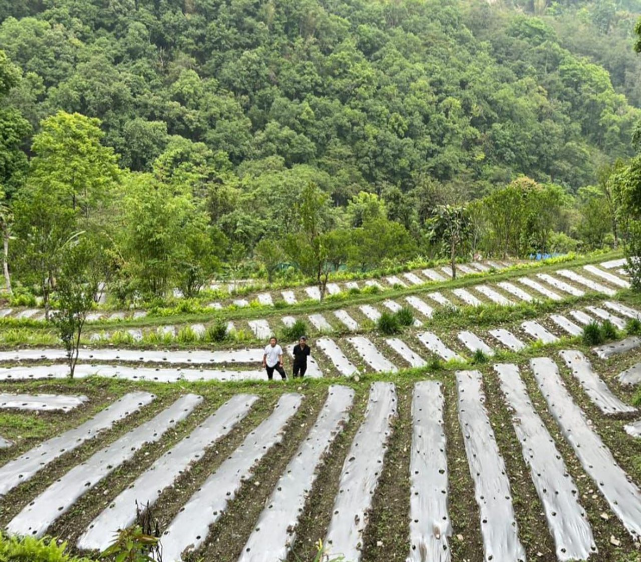 Steep cultivated hillsides and mountain farms in Sikkim