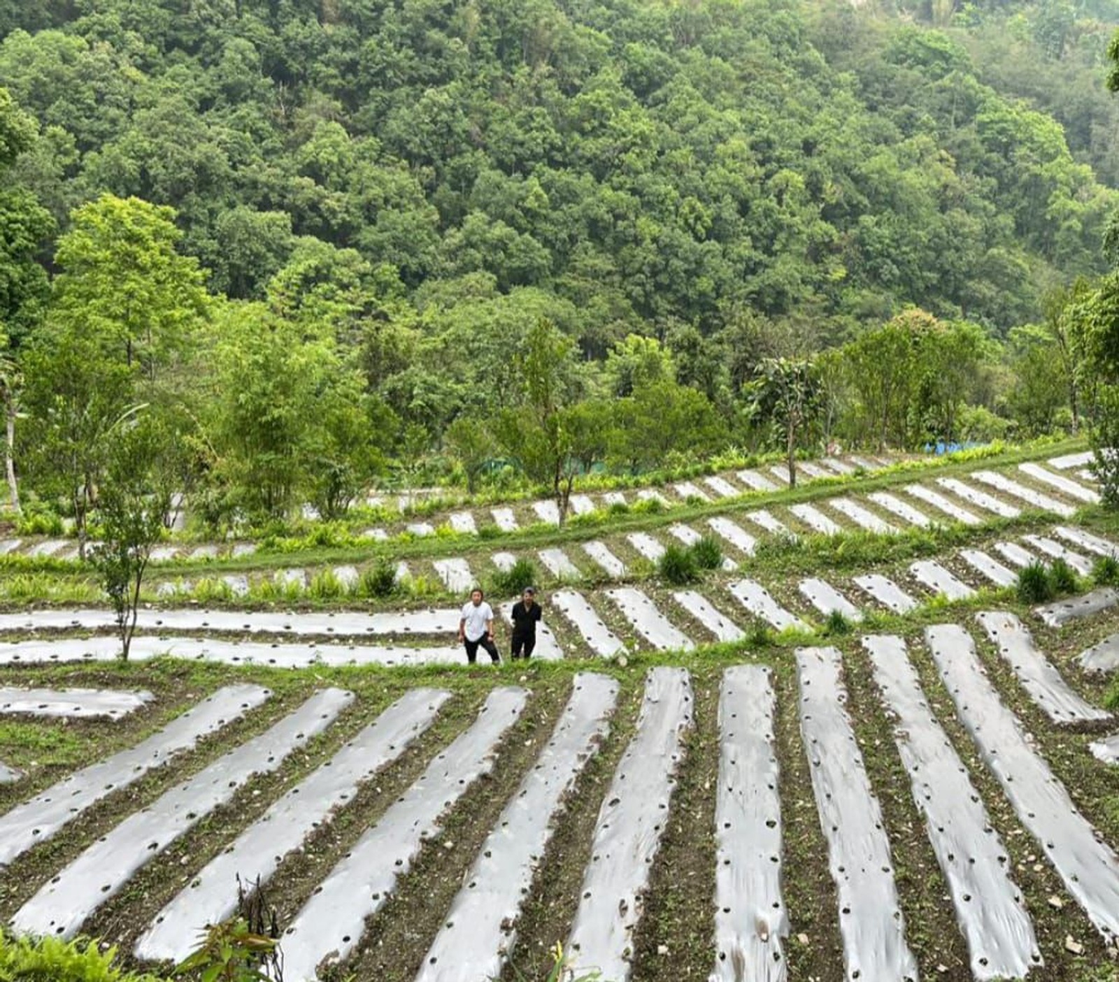 Steep cultivated hillsides and mountain farms in Sikkim