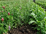 Mixed cover crop stand with clover, grass, and brassica growth in a field.