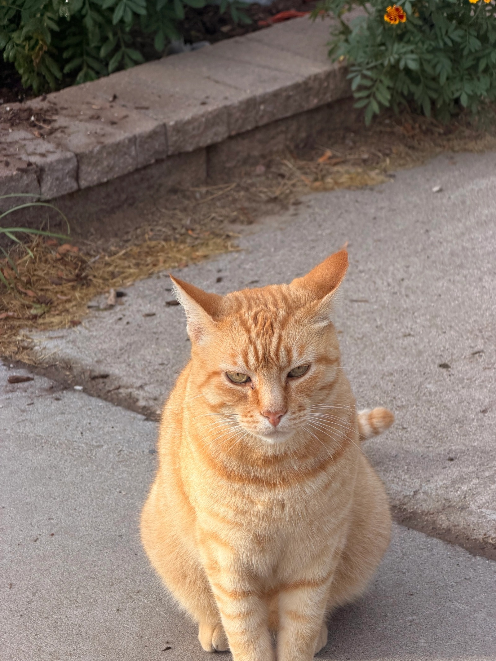 Lucky, the orange cat, sitting beside the garden.