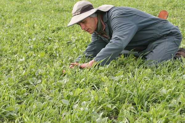 A Practical Guide to Choosing Fall Cover Crops