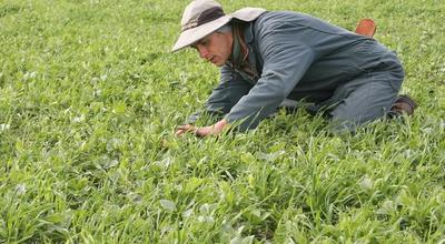 A Practical Guide to Choosing Fall Cover Crops