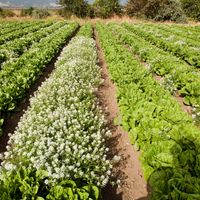 White-flowering sweet alyssum planted among rows of organic romaine lettuce in a USDA research field