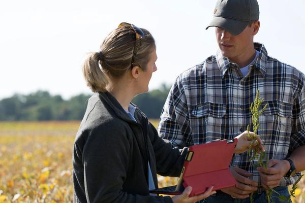 What Weeds Tell You About Your Soil—and What They Don’t