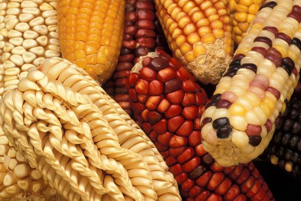 Indigenous Agriculture Is Living Knowledge