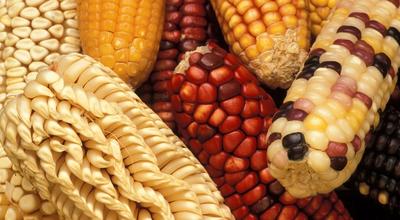 Indigenous Agriculture Is Living Knowledge