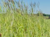 A tractor uses a roller-crimper to terminate a tall, diverse cover crop after corn was planted directly into it.