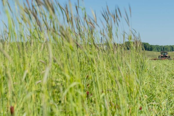 A tractor uses a roller-crimper to terminate a tall, diverse cover crop after corn was planted directly into it.