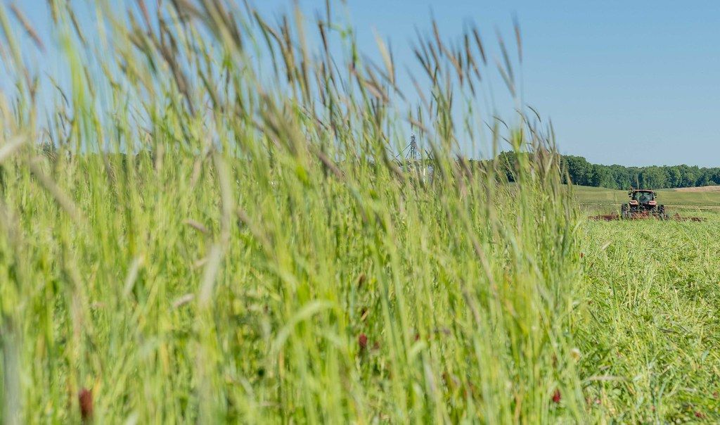 A tractor uses a roller-crimper to terminate a tall, diverse cover crop after corn was planted directly into it.