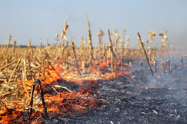 Soil Health Factors Impacting Yield Following Wildfire