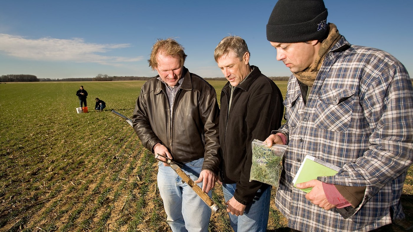 Soil scientists and a field partner inspect a soil core and cover crop sample in a rye cover crop field.