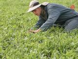 A USDA-ARS horticulturalist counts plants in a mixed rye, vetch, pea, and faba bean cover-crop stand