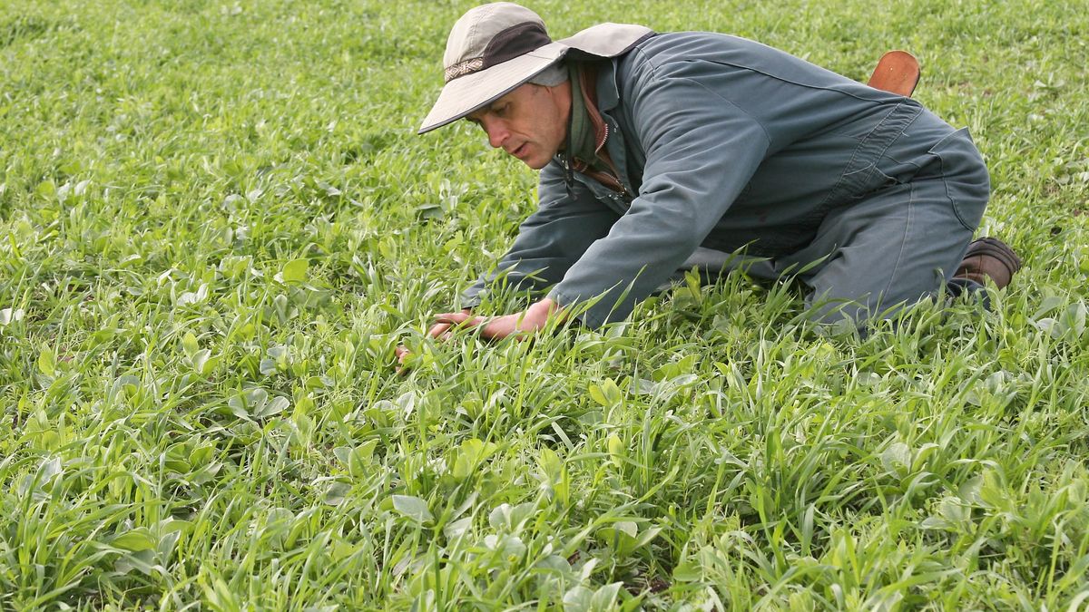 A USDA-ARS horticulturalist counts plants in a mixed rye, vetch, pea, and faba bean cover-crop stand