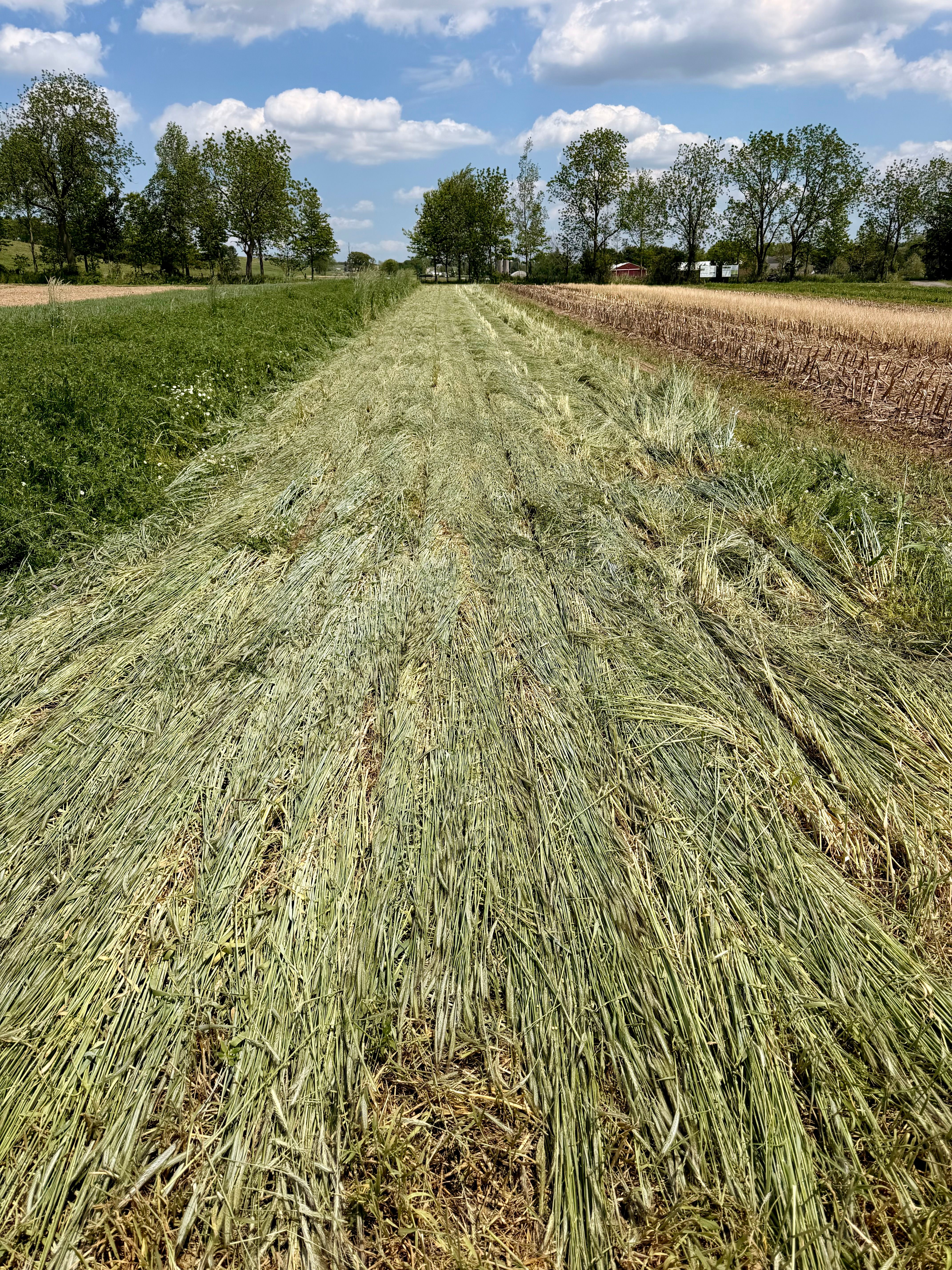Navigating Dryland Cover Crops
