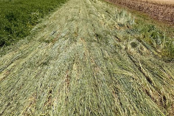 Navigating Dryland Cover Crops
