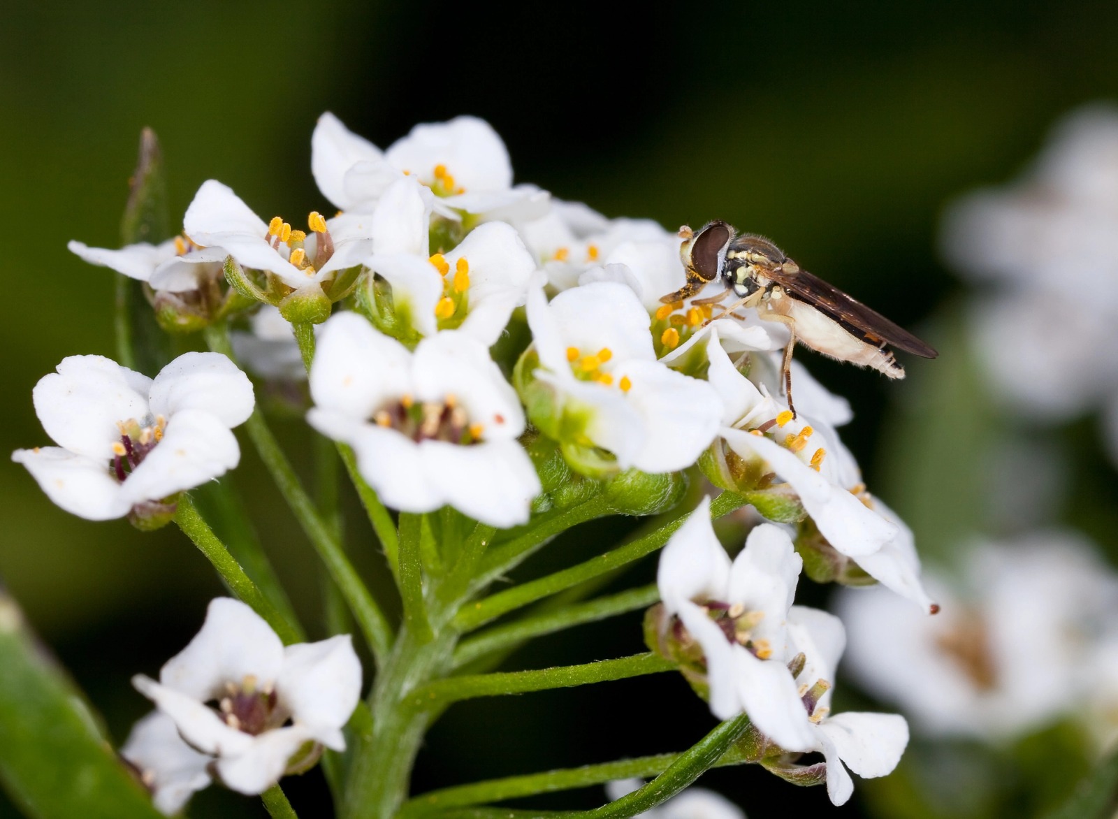 An adult hoverfly feeding on small white sweet alyssum flowers
