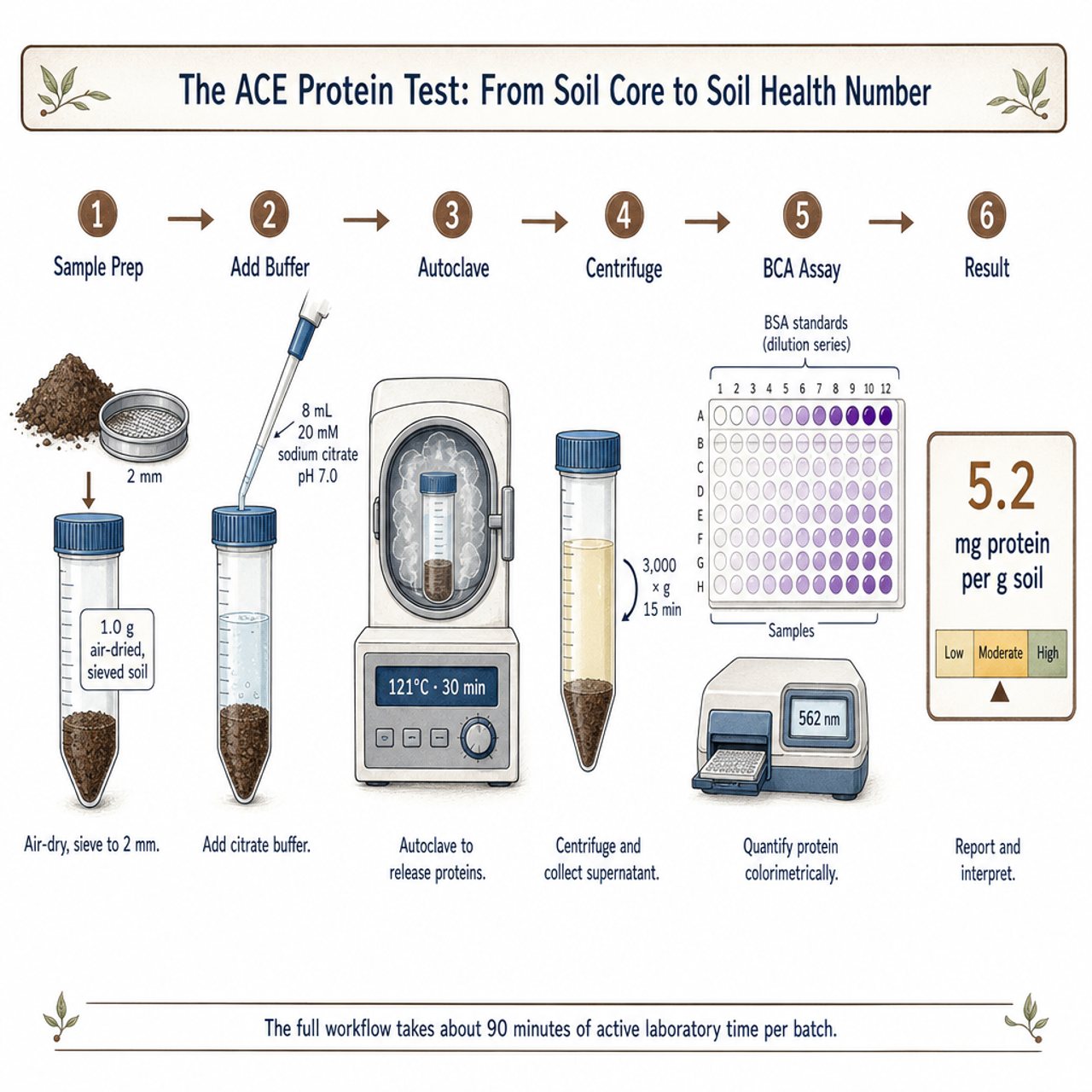 Stepwise illustration of the ACE protein laboratory workflow: sample prep, citrate buffer addition, autoclaving, centrifugation, BCA colorimetric assay, and final result reported as mg protein per g soil.