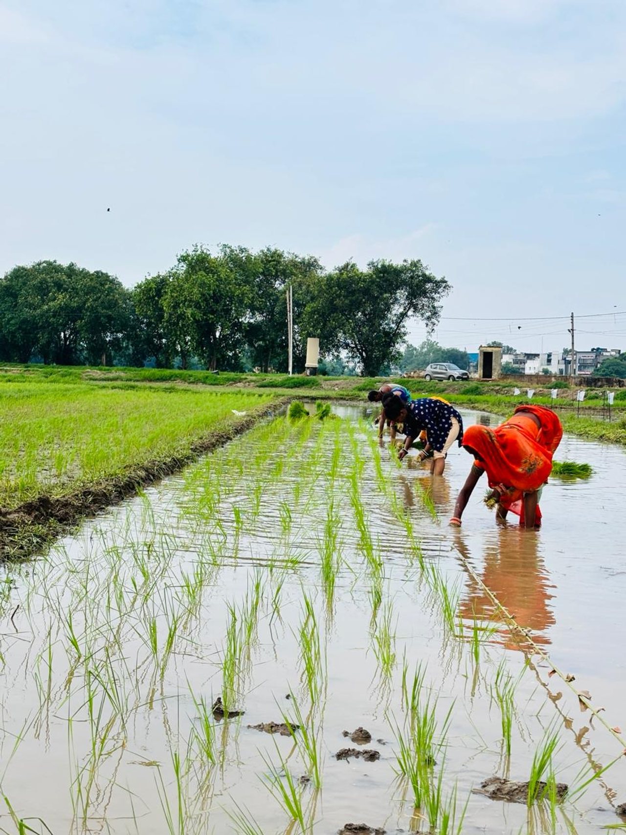 Rice paddy field