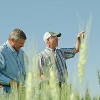 A farmer and an NRCS soil scientist talk while standing in a wheat field under a clear sky.