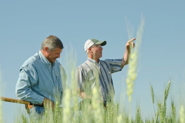 From CEMA 216 Results to Farm Decisions: SHAPE, Trends, and Advanced Testing