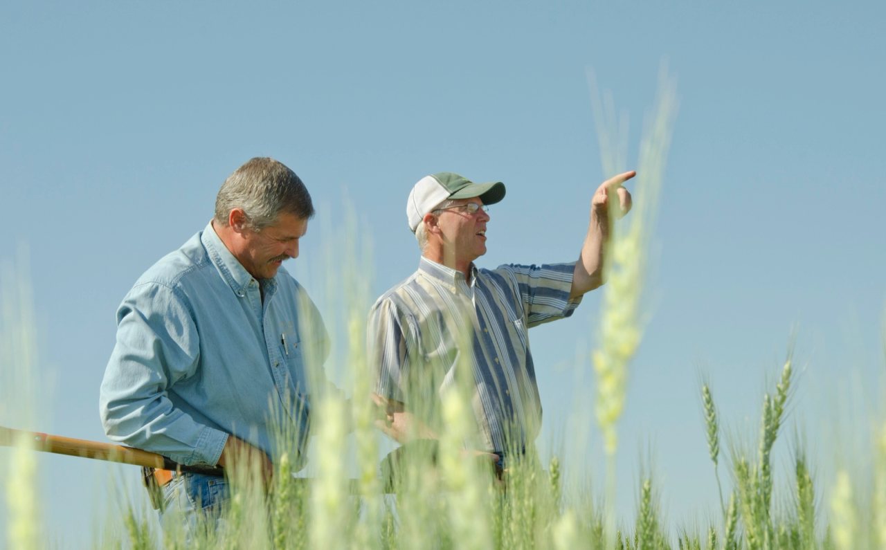 A farmer and an NRCS soil scientist talk while standing in a wheat field under a clear sky.