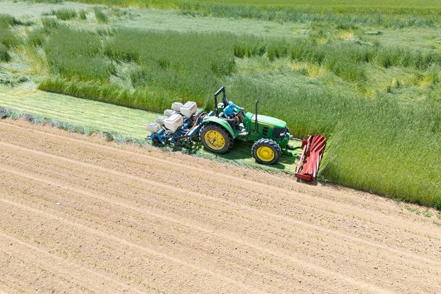 Cover Crop Termination: Choose the Method Before the Window Closes