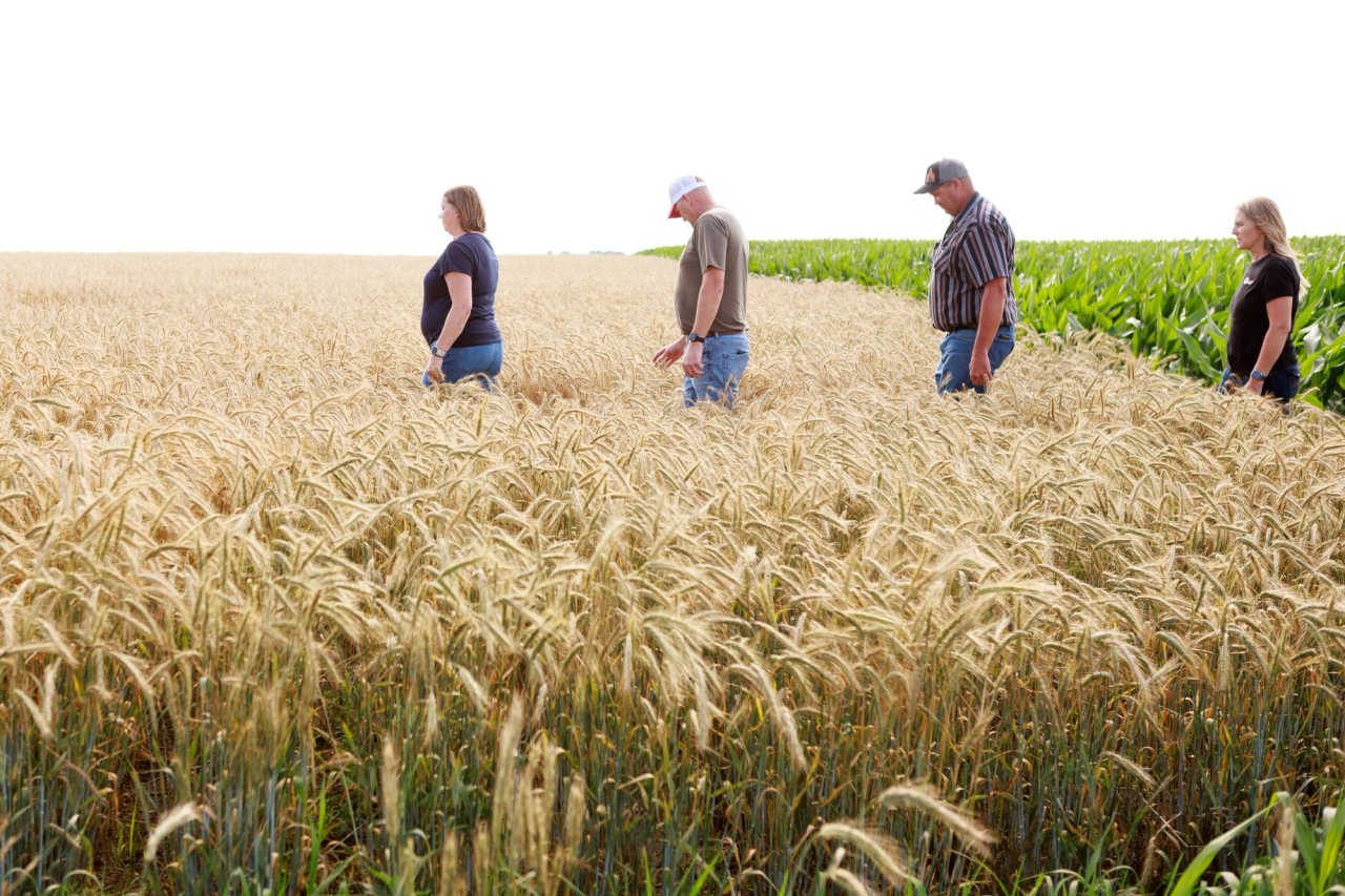 Four members of the Feikema family walking through a wheat field beside corn.