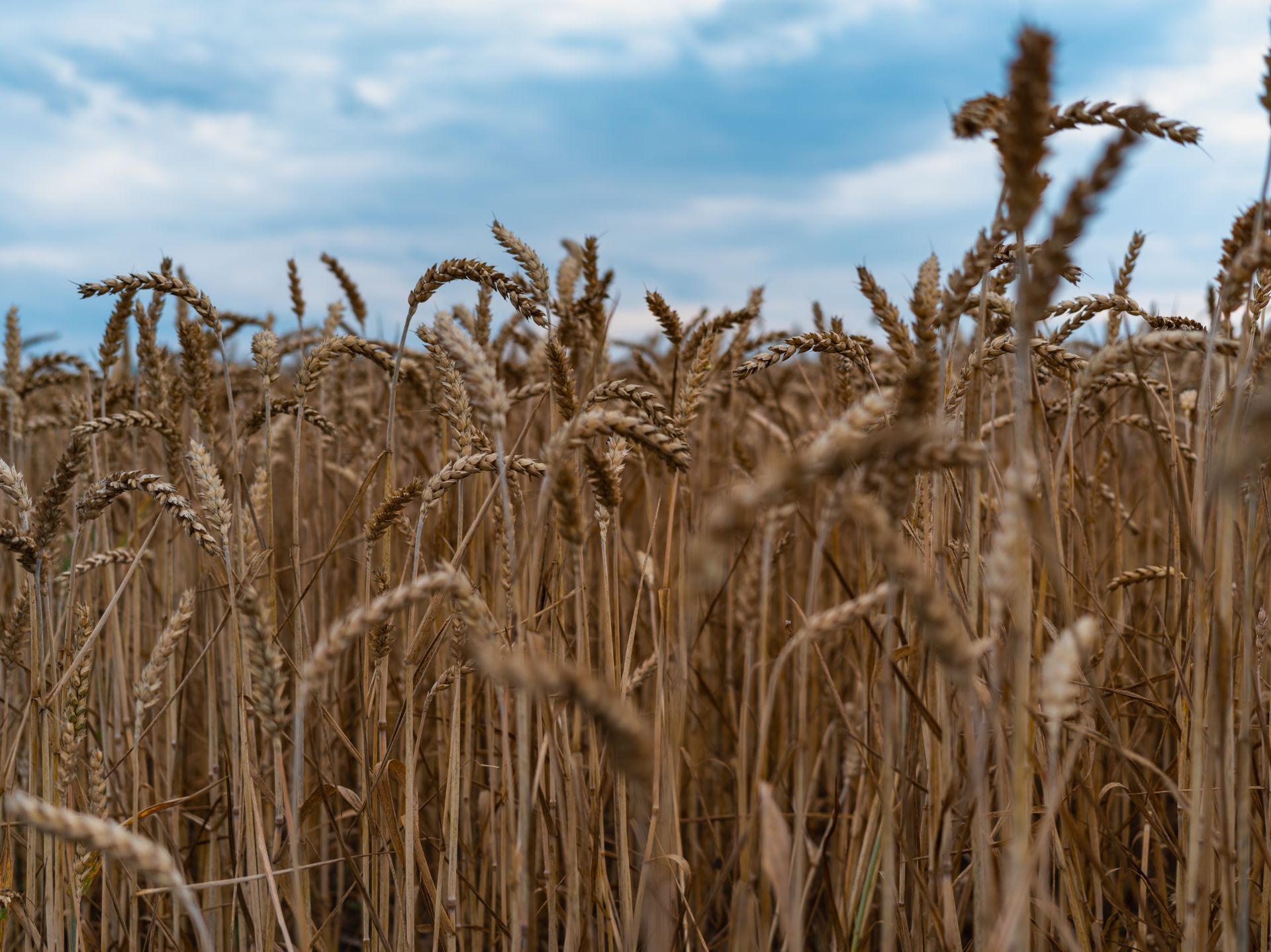 Ripe wheat heads beneath a blue sky.