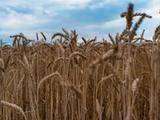 Ripe wheat heads beneath a blue sky.