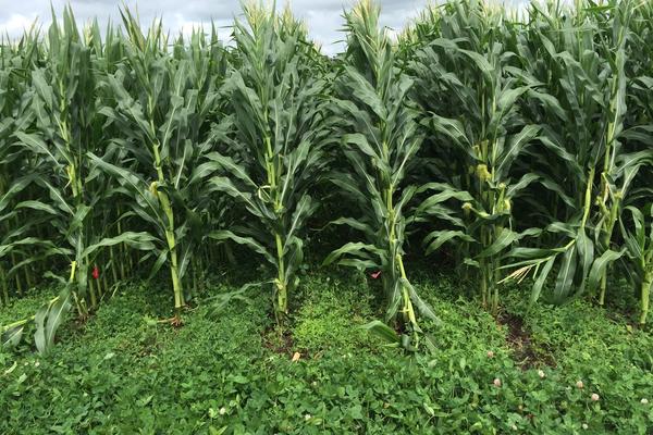 Living Mulch in Row Crops: Where It Fits, Why Corn Struggles, and How to Test It