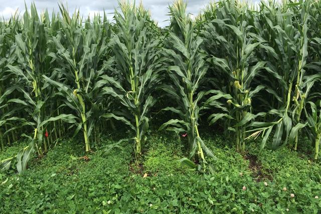 What 210 Farms Reveal About Soil Carbon, Biodiversity, and Profit