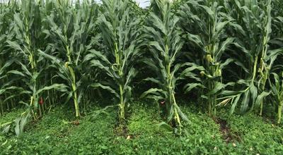 Living Mulch in Row Crops: Where It Fits, Why Corn Struggles, and How to Test It