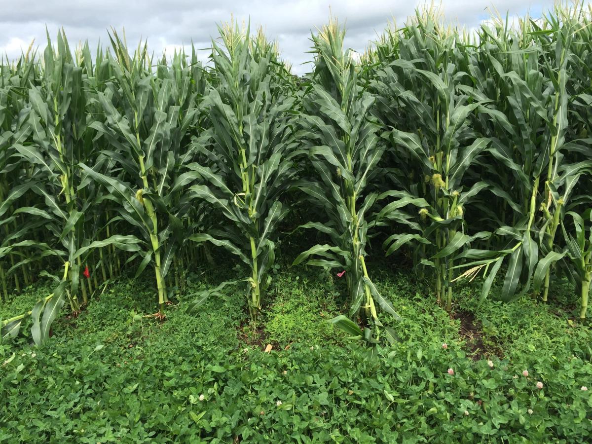 Mature corn rows growing through a continuous green kura clover living mulch in a USDA-ARS research field