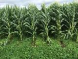 Mature corn rows growing through a continuous green kura clover living mulch in a USDA-ARS research field