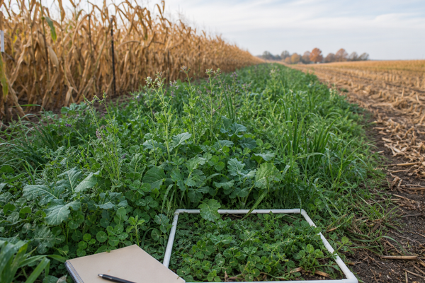 Mixed cover crop strip measured with a field quadrat beside a corn field.