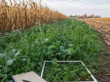Mixed cover crop strip measured with a field quadrat beside a corn field.