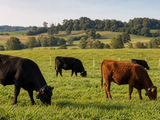 Cattle wearing virtual-fence collars grazing on rolling pasture.
