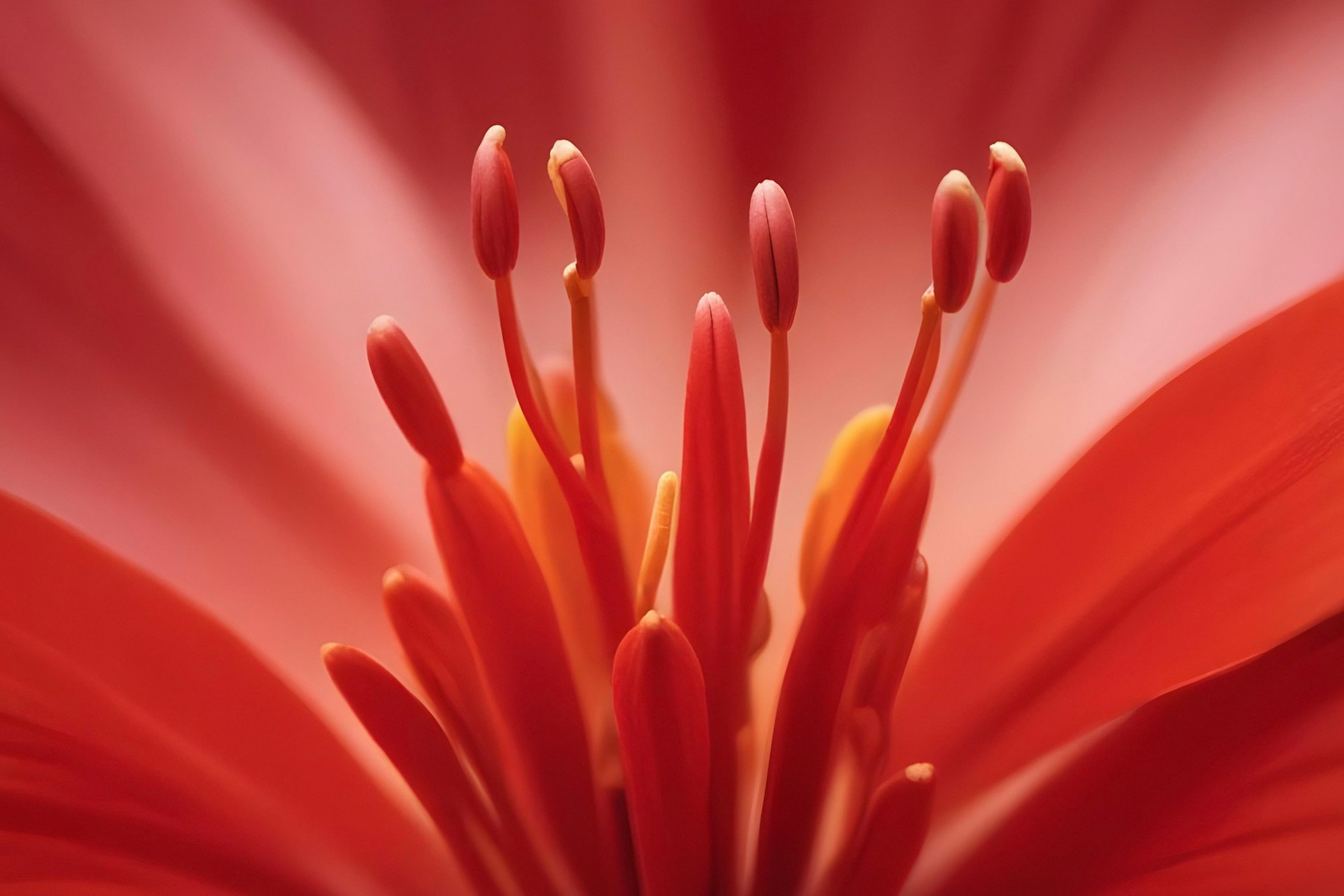 allec-gomes-3K4e6MpJ5uw-unsplash