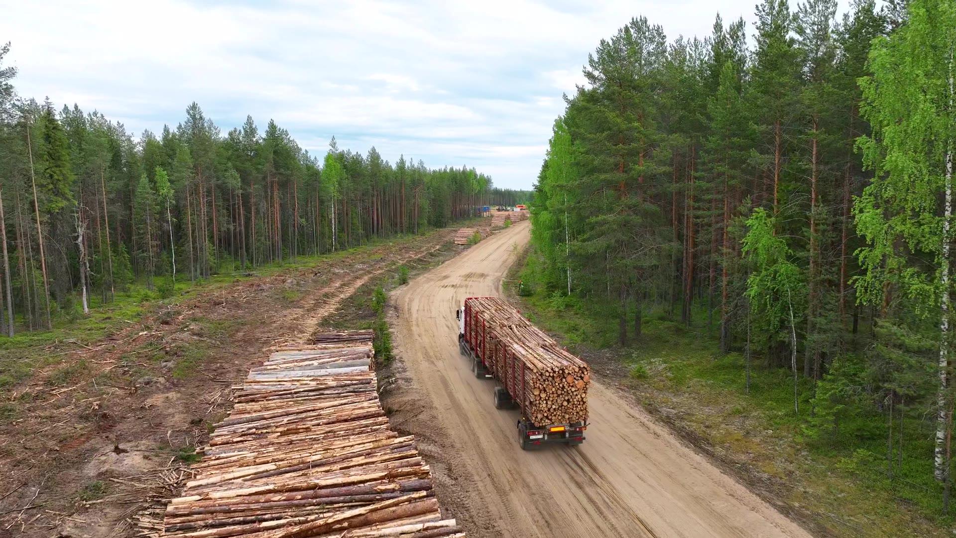 Tømmerbil på skogsvei gjennom granskog