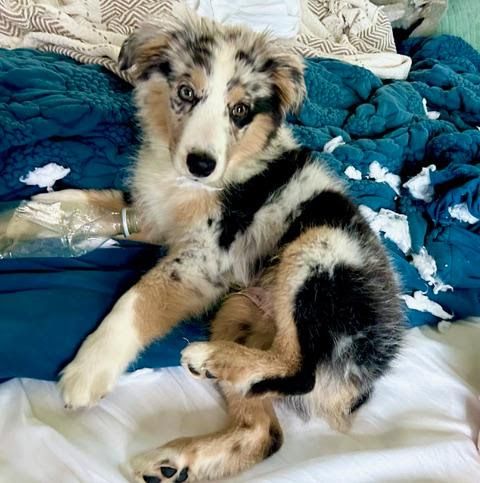 The Lone Ranger, a blue merle mini Australian Shepherd puppy, sprawled on teal blankets amid shredded tissue and a chewed bottle.